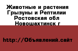 Животные и растения Грызуны и Рептилии. Ростовская обл.,Новошахтинск г.